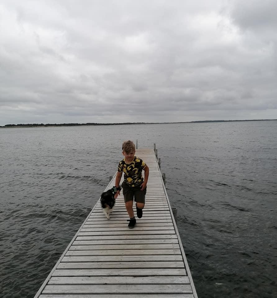 Shetland sheepdog Sheltiedream British Beloved Bizzy - Mors billede 16