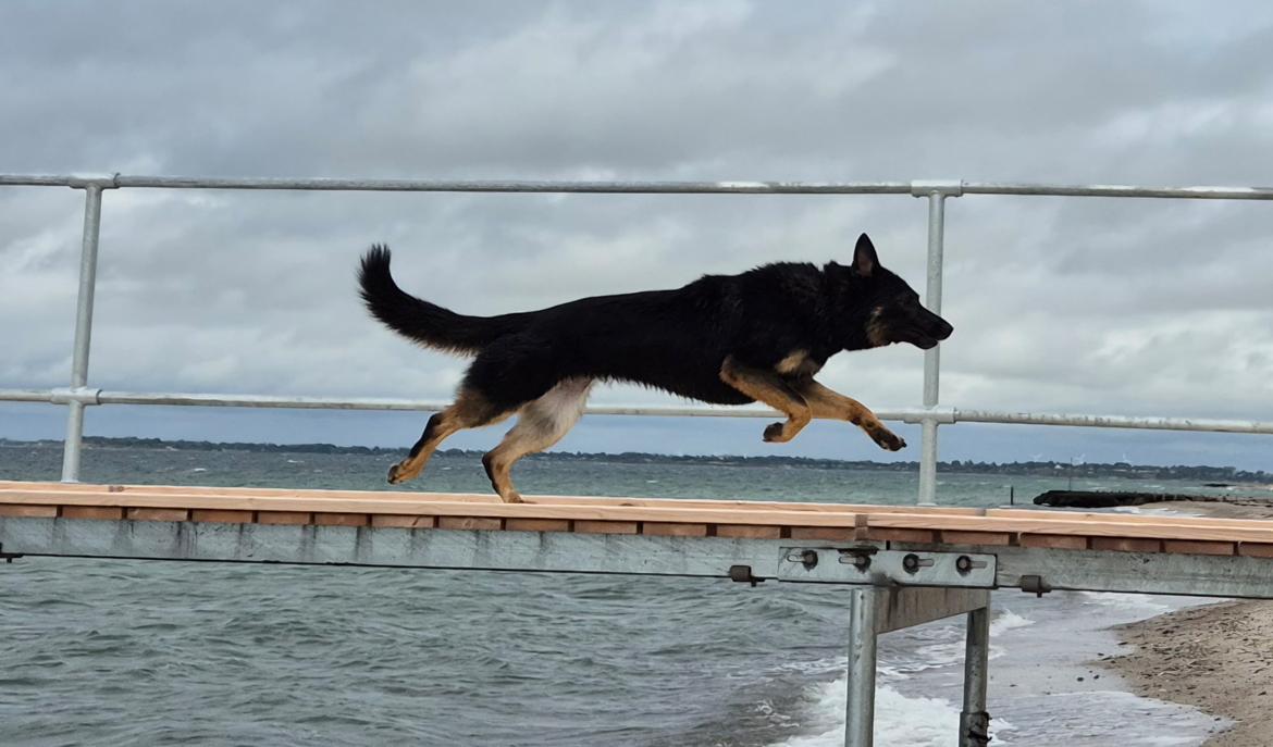 Schæferhund Sandtofte Pinyata /yata. (21/9-22) - smuk pige 5 juli 25 billede 22