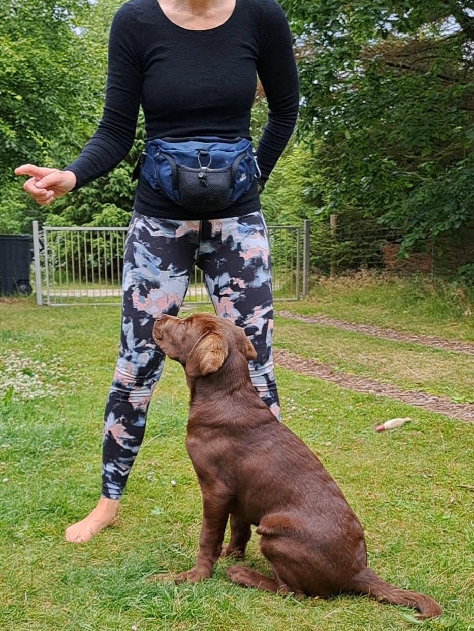 Labrador retriever Balder - 13. juli 2025 billede 36