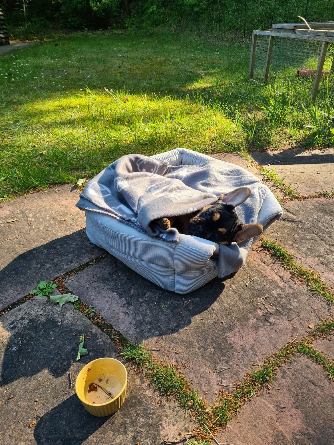 Fransk bulldog Oda billede 2