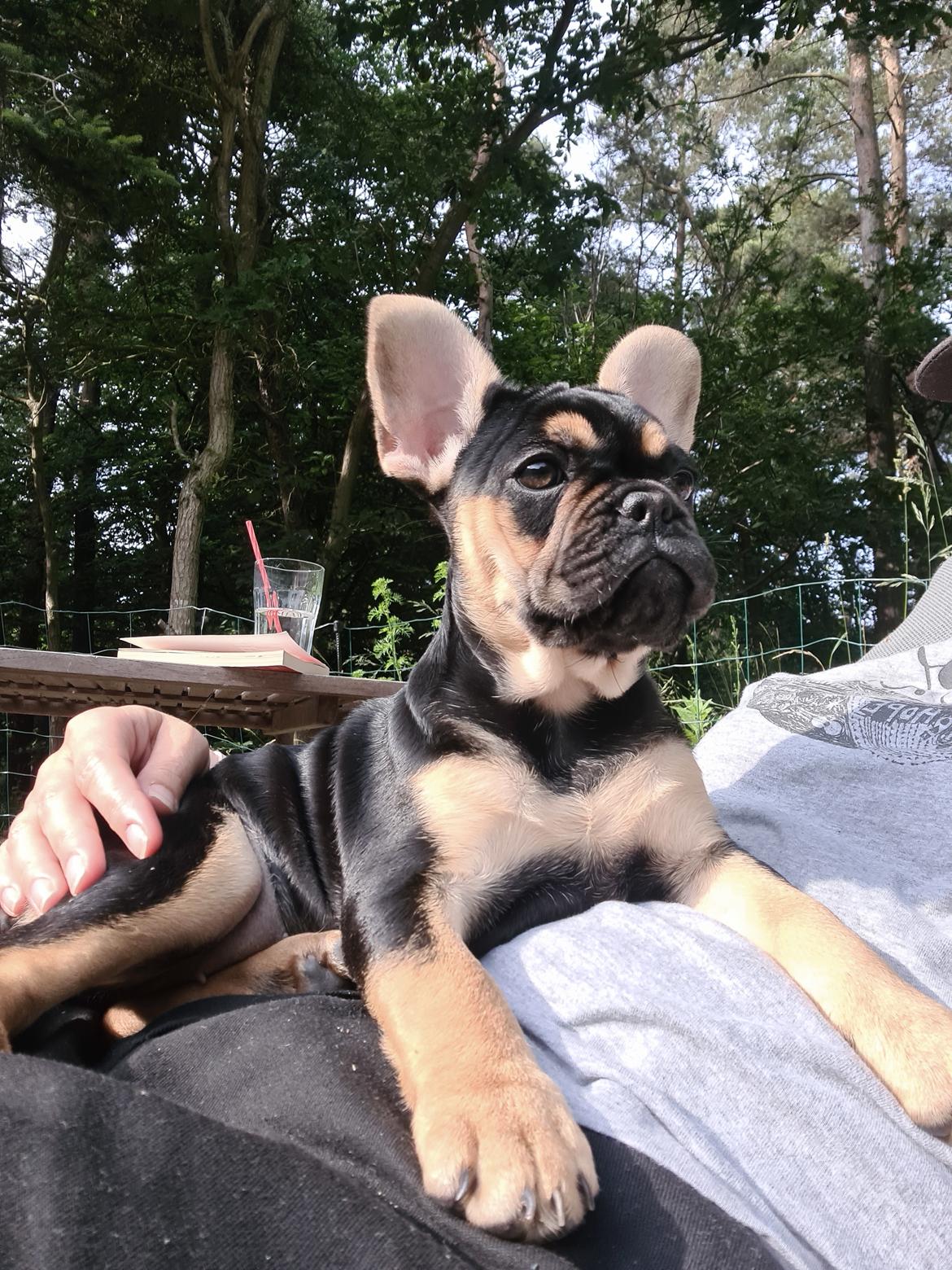 Fransk bulldog Oda billede 3