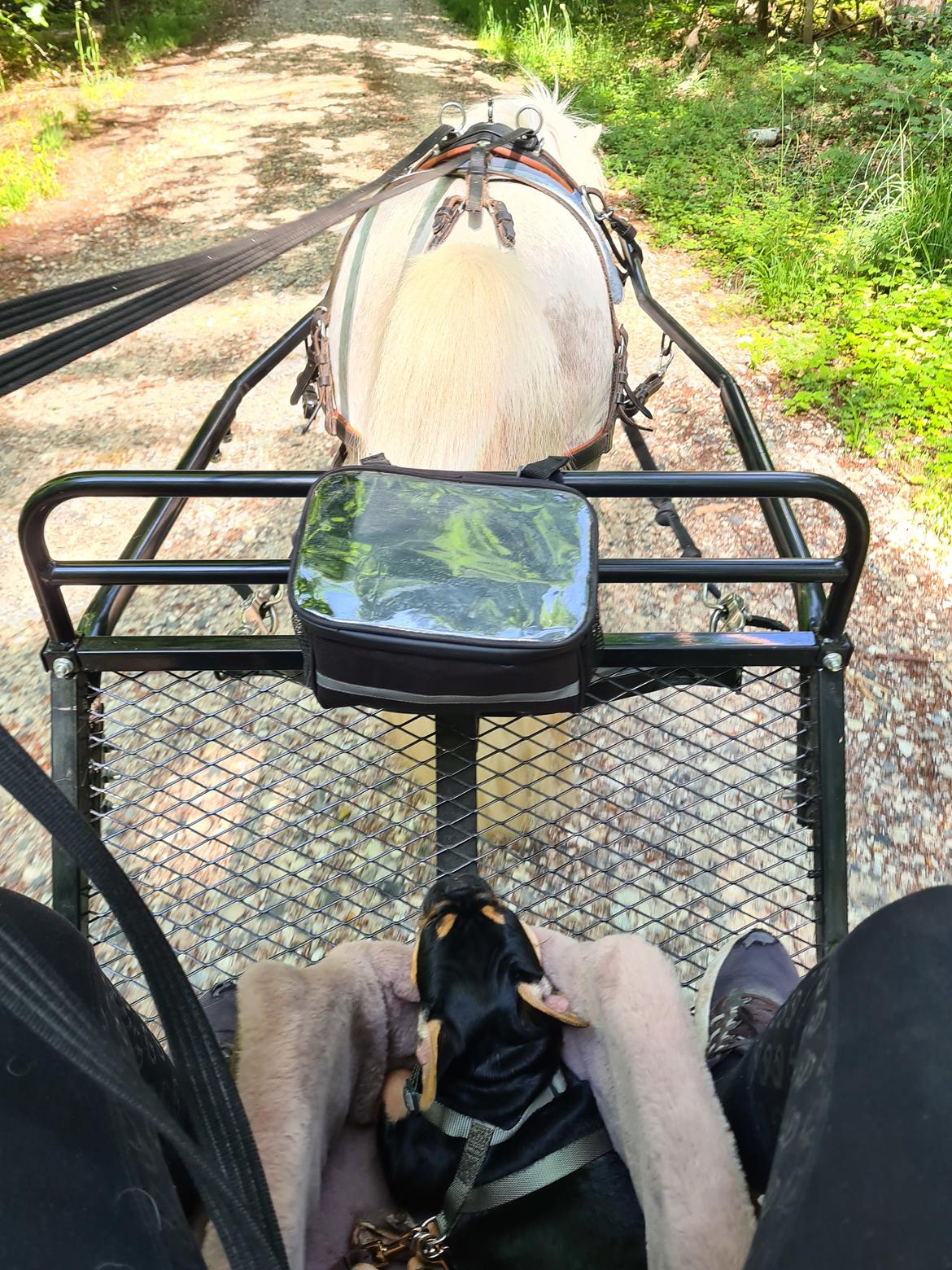 Fransk bulldog Oda billede 5