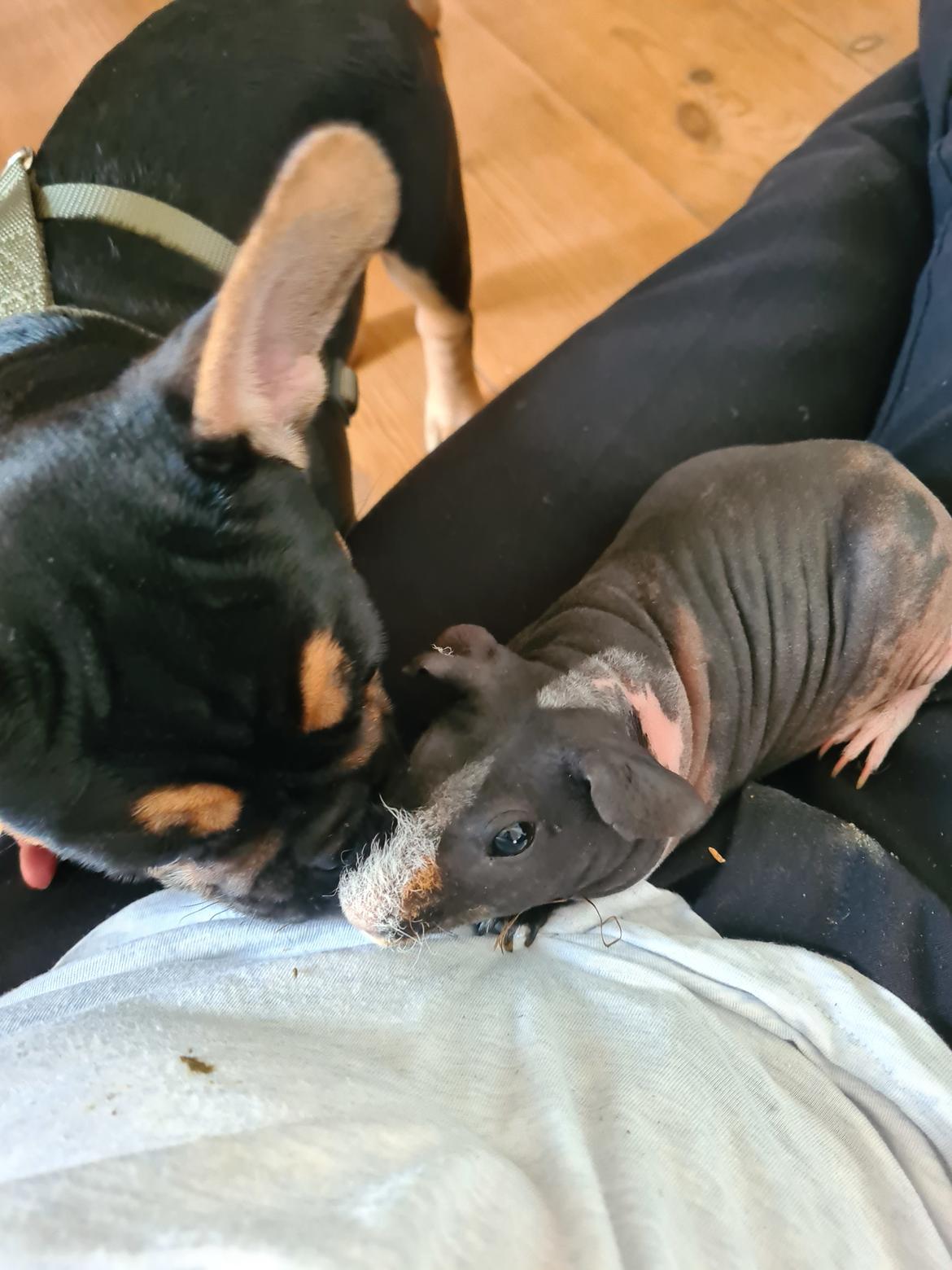 Fransk bulldog Oda billede 4