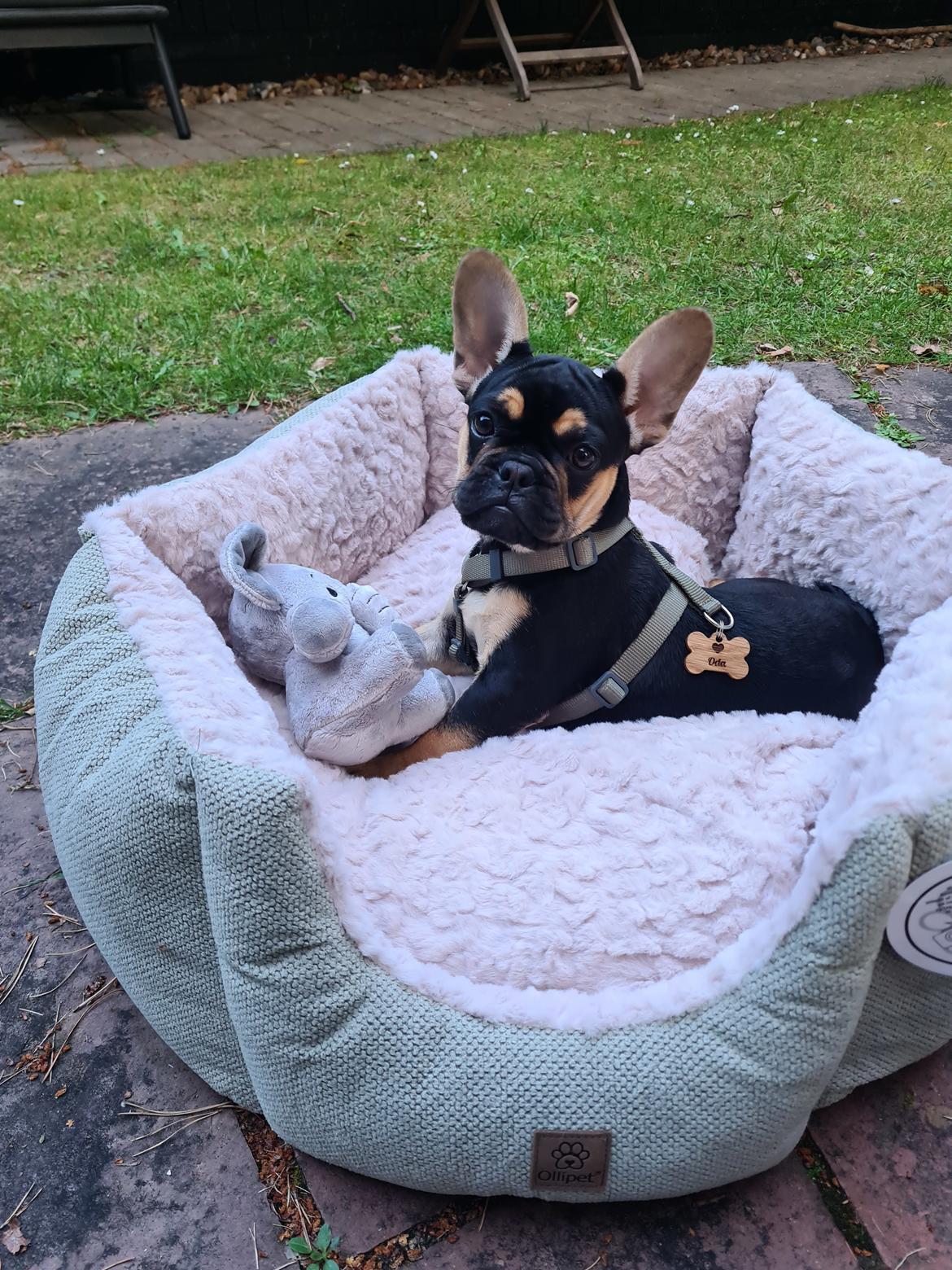 Fransk bulldog Oda billede 10