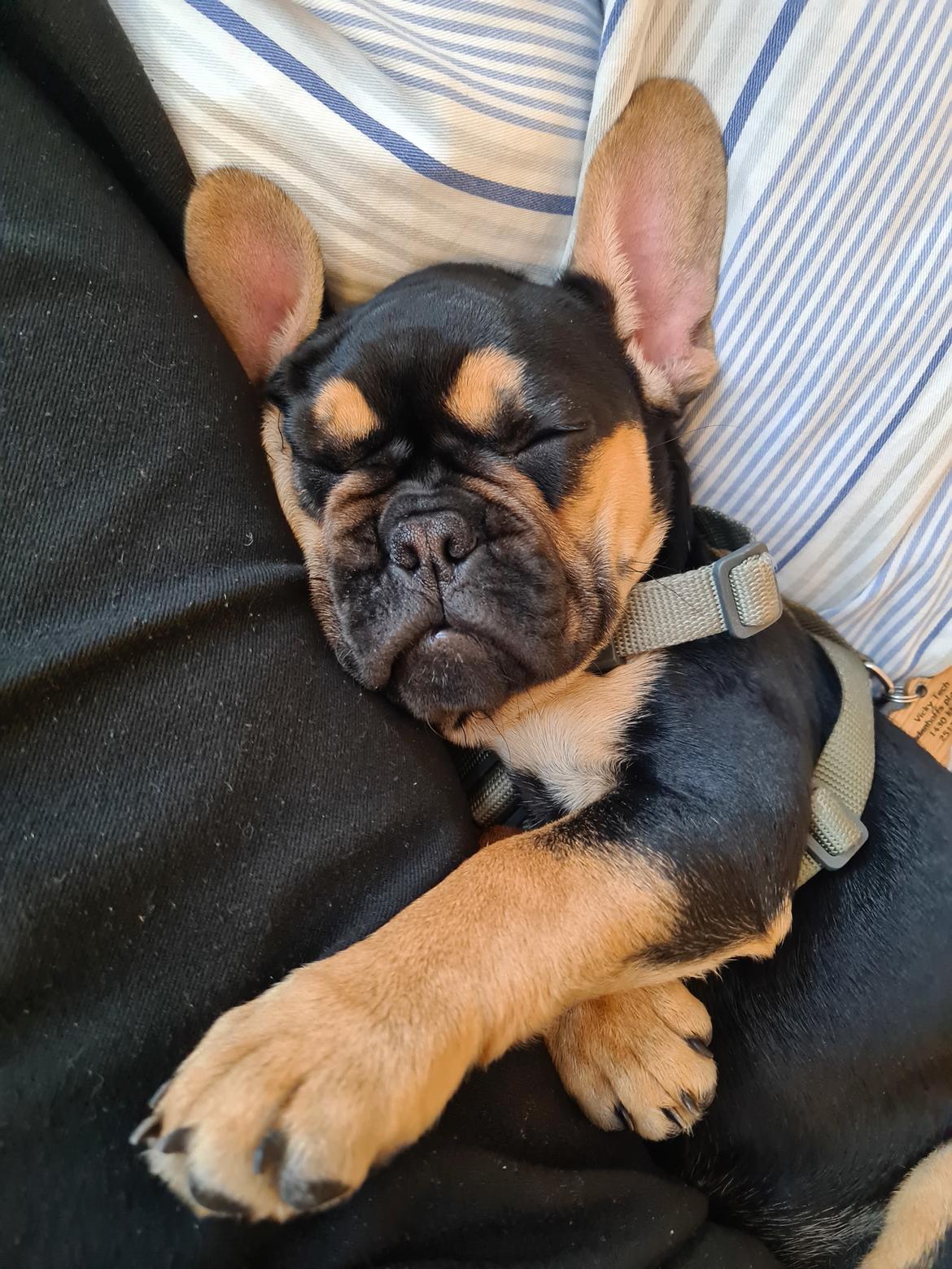 Fransk bulldog Oda billede 14