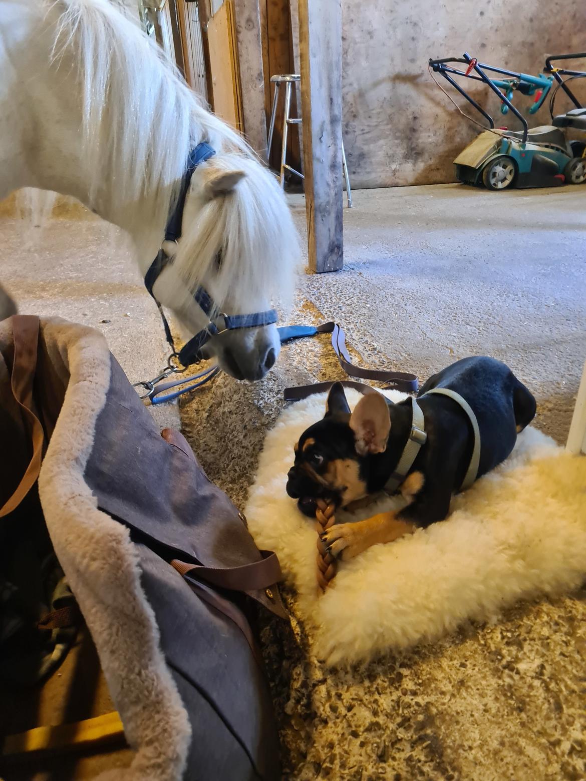 Fransk bulldog Oda billede 15