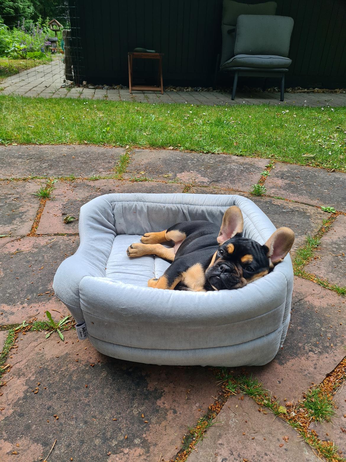 Fransk bulldog Oda billede 9