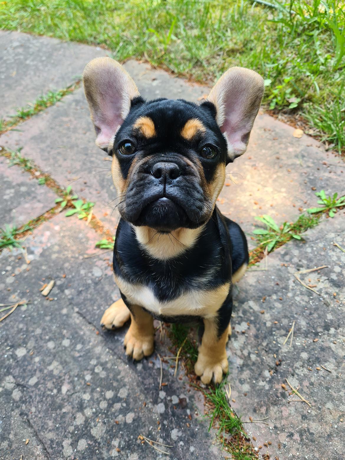 Fransk bulldog Oda billede 6