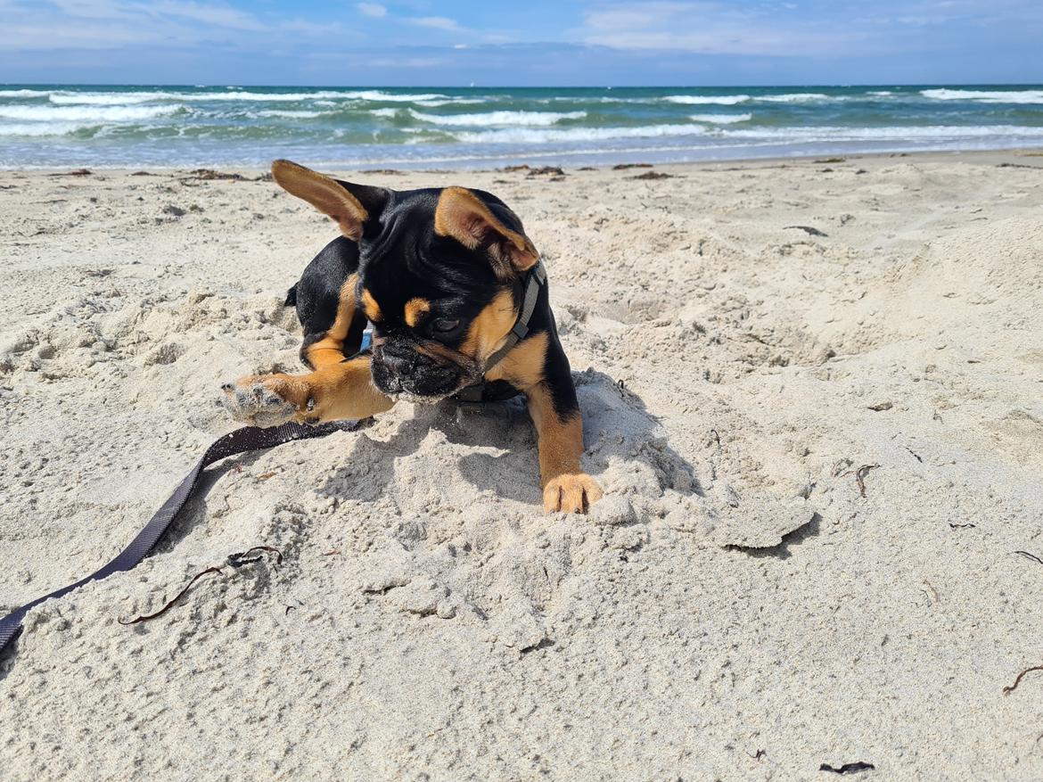 Fransk bulldog Oda billede 7