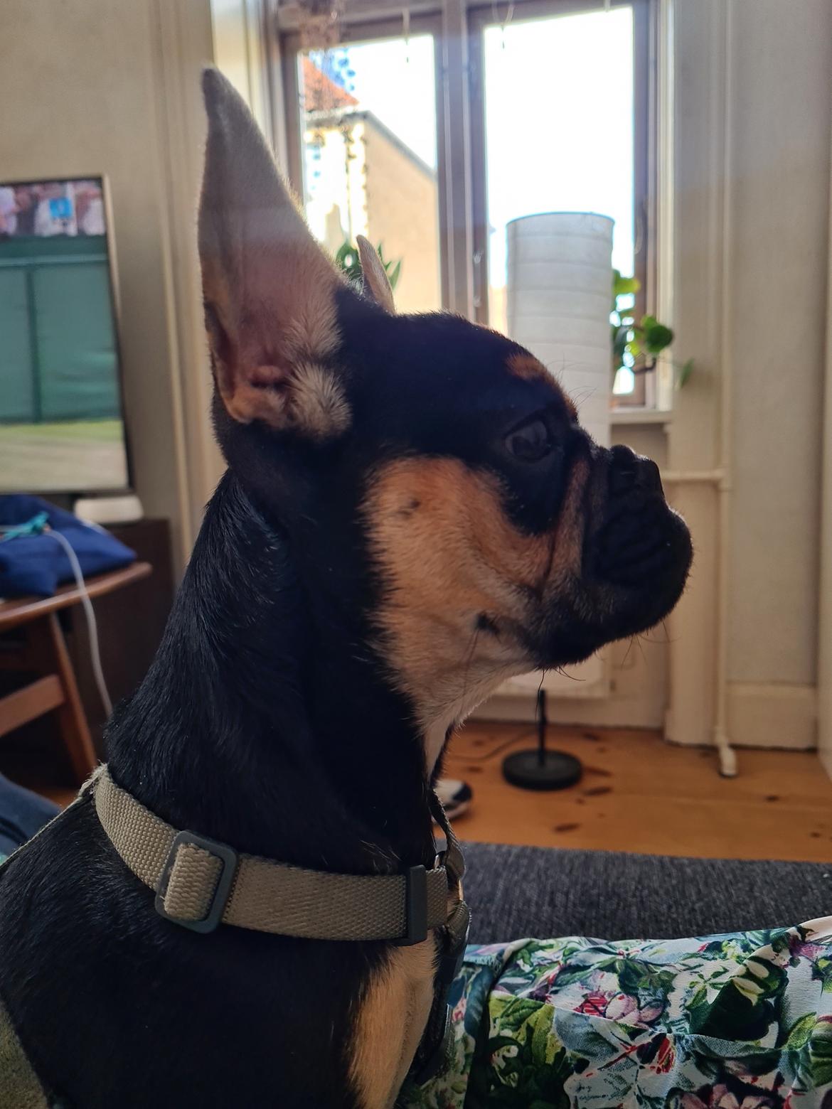 Fransk bulldog Oda billede 11