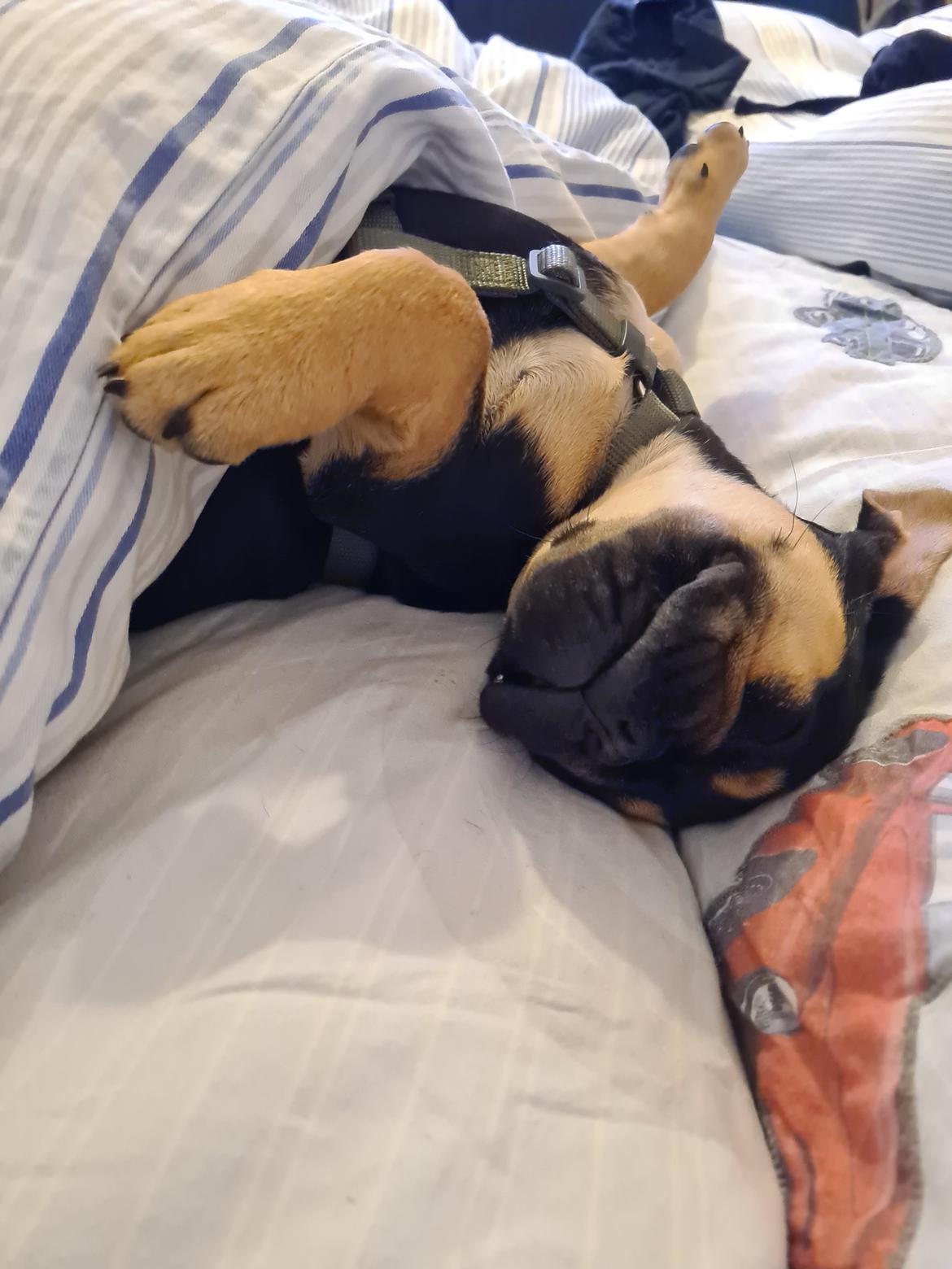 Fransk bulldog Oda billede 12