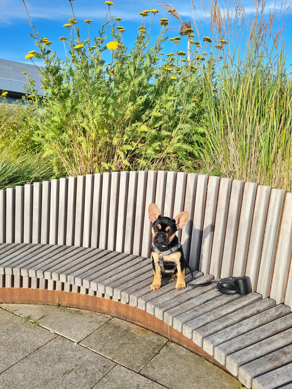 Fransk bulldog Oda billede 13