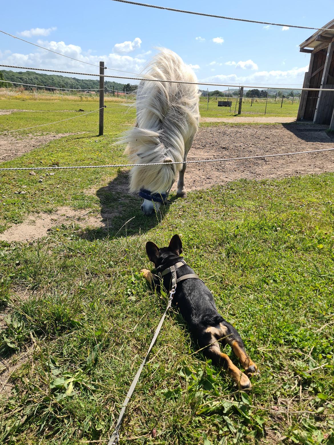 Fransk bulldog Oda billede 16