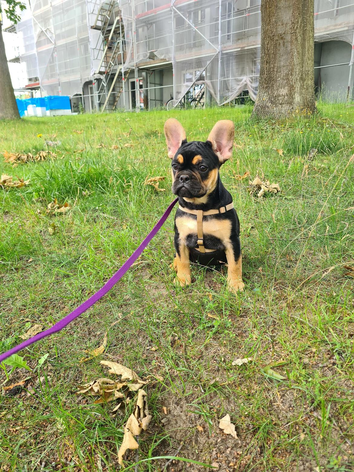 Fransk bulldog Oda billede 1