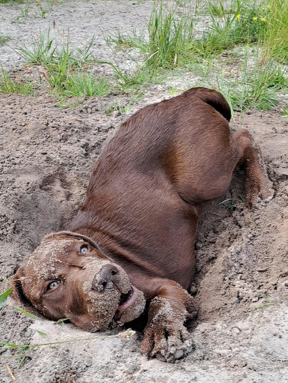 Labrador retriever Balder - 15. juli 2025 billede 37