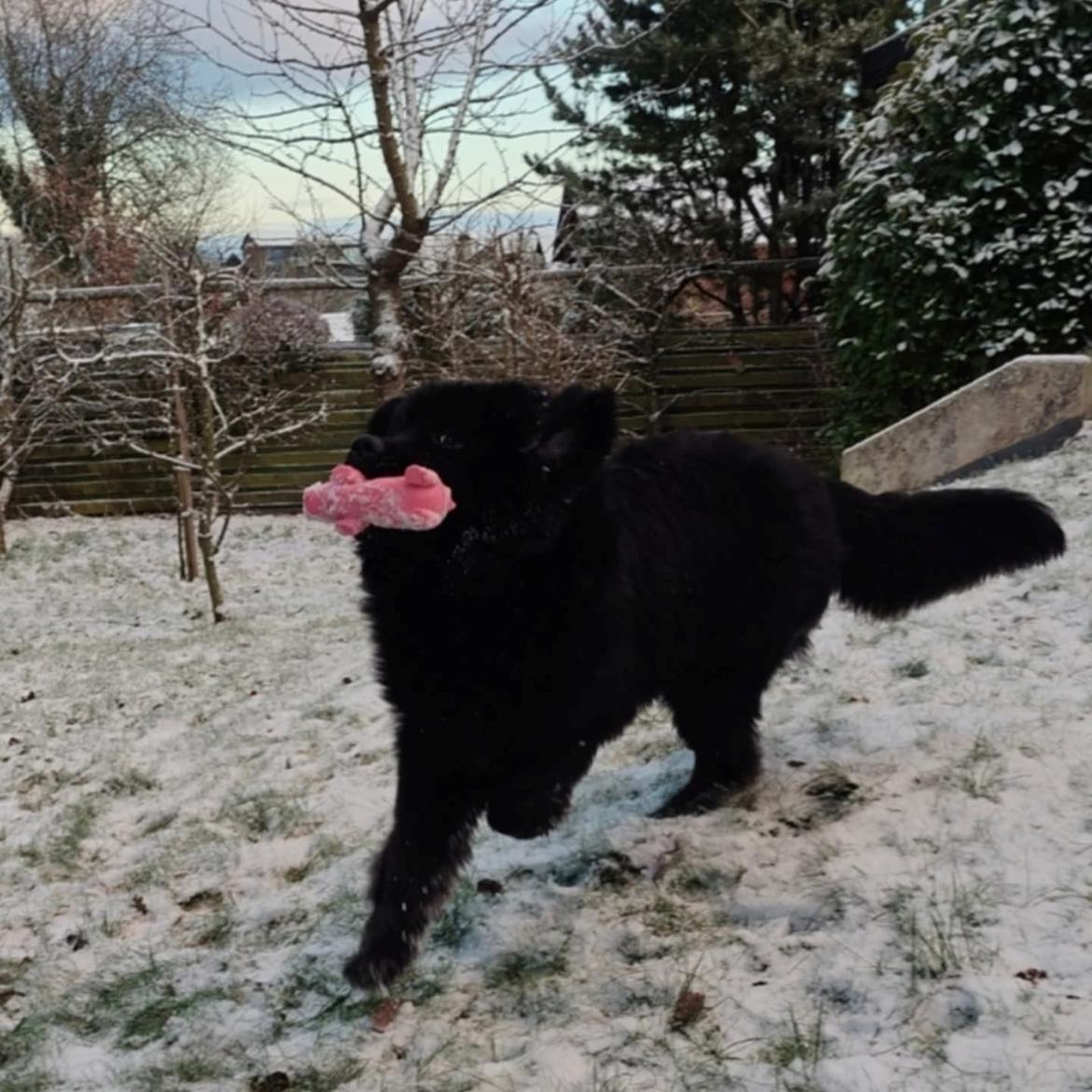 Newfoundlænder helmer  billede 13