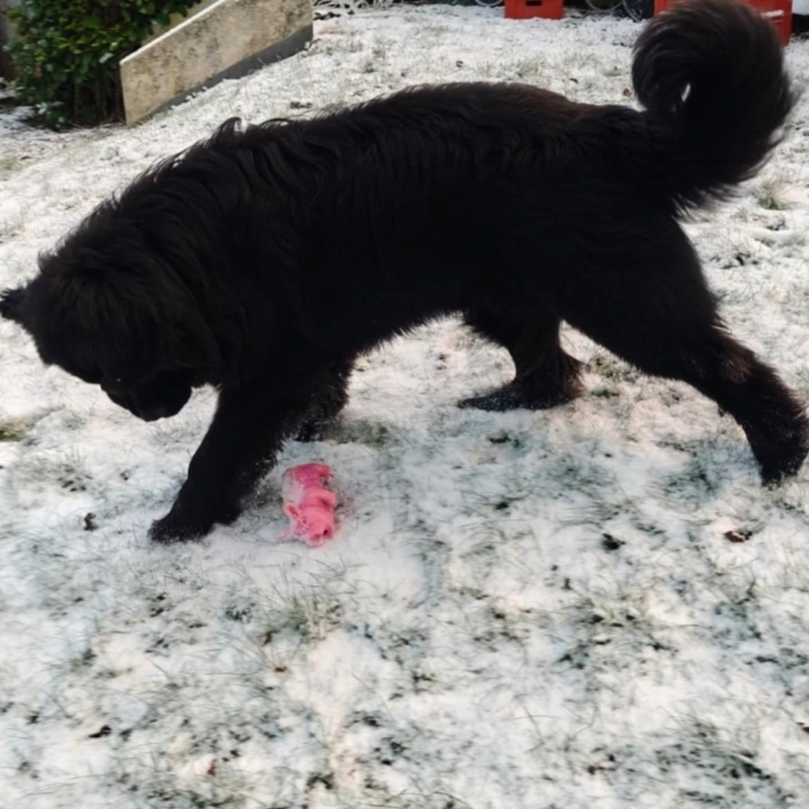 Newfoundlænder helmer  billede 14