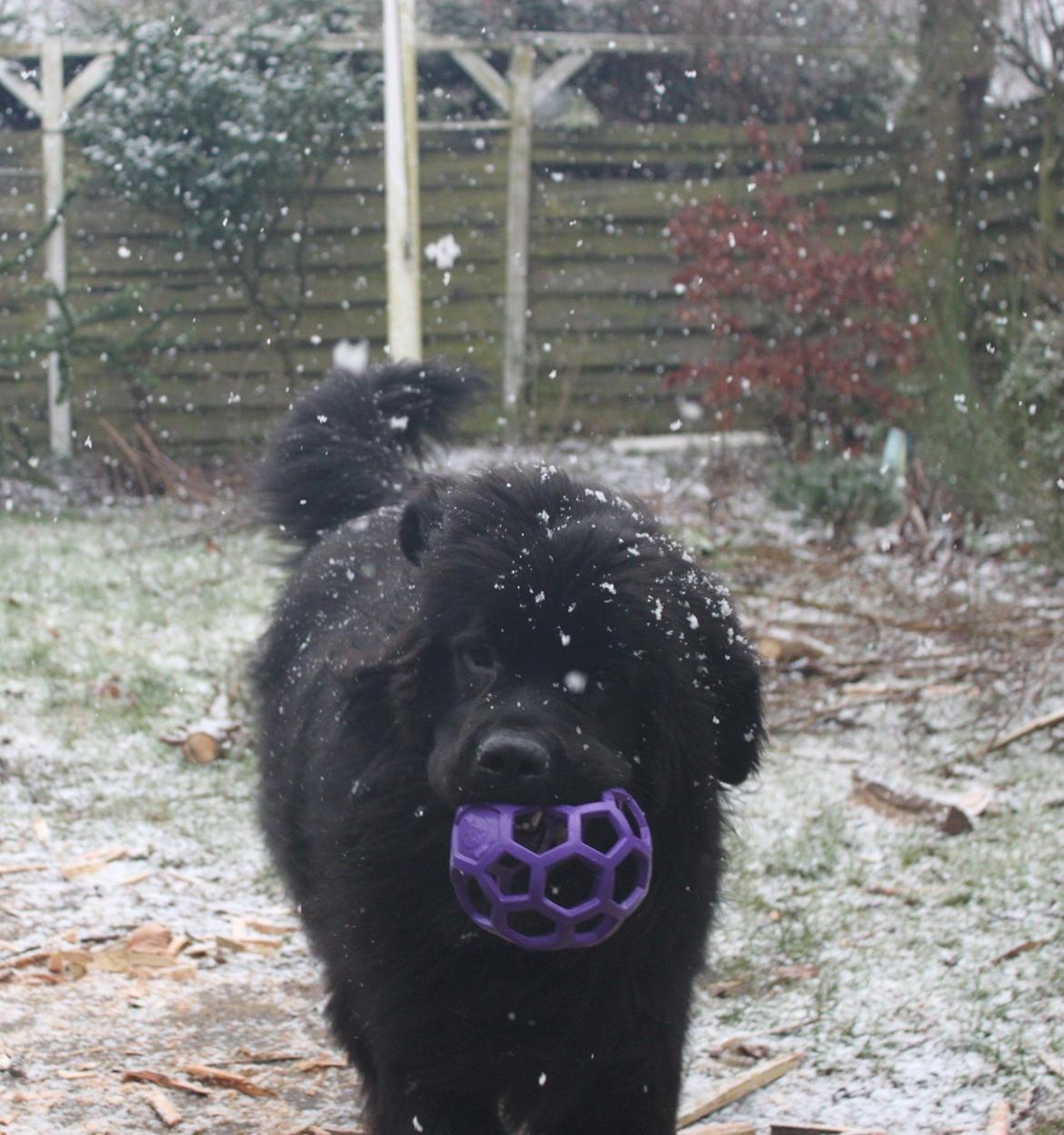 Newfoundlænder helmer  billede 3