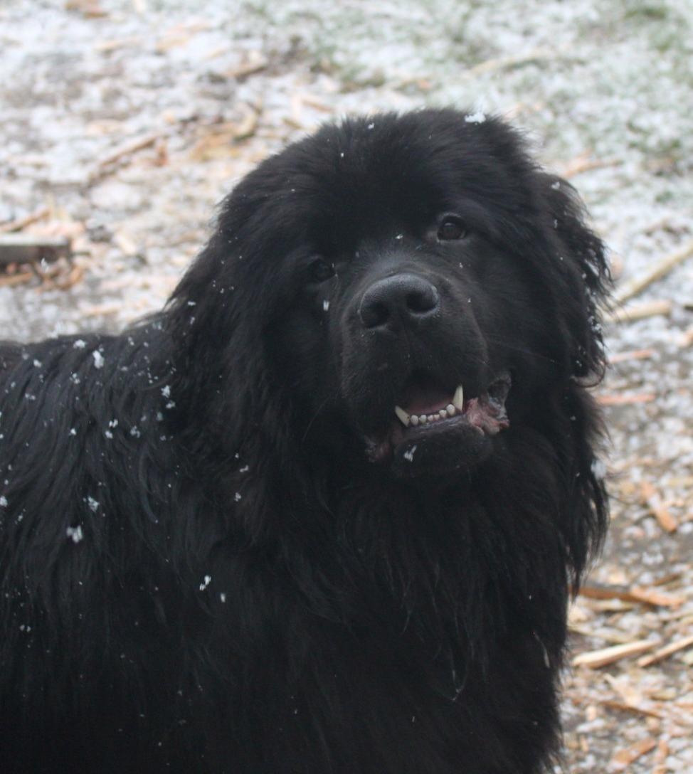 Newfoundlænder helmer  billede 12