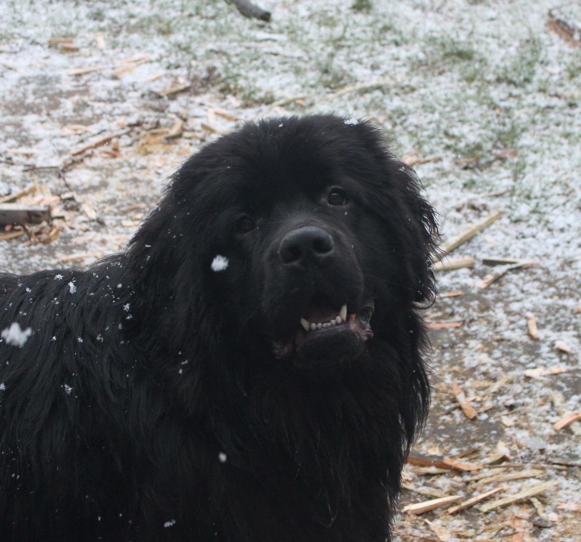 Newfoundlænder helmer  billede 11