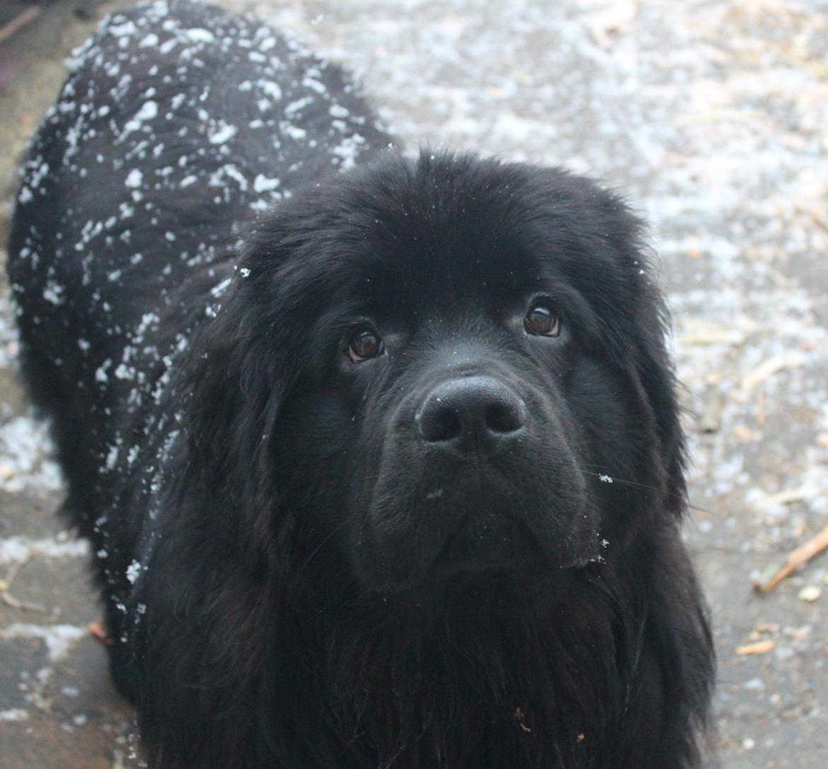 Newfoundlænder helmer  billede 9