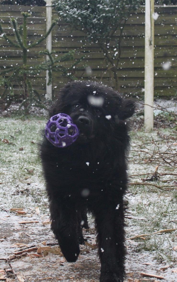 Newfoundlænder helmer  billede 4