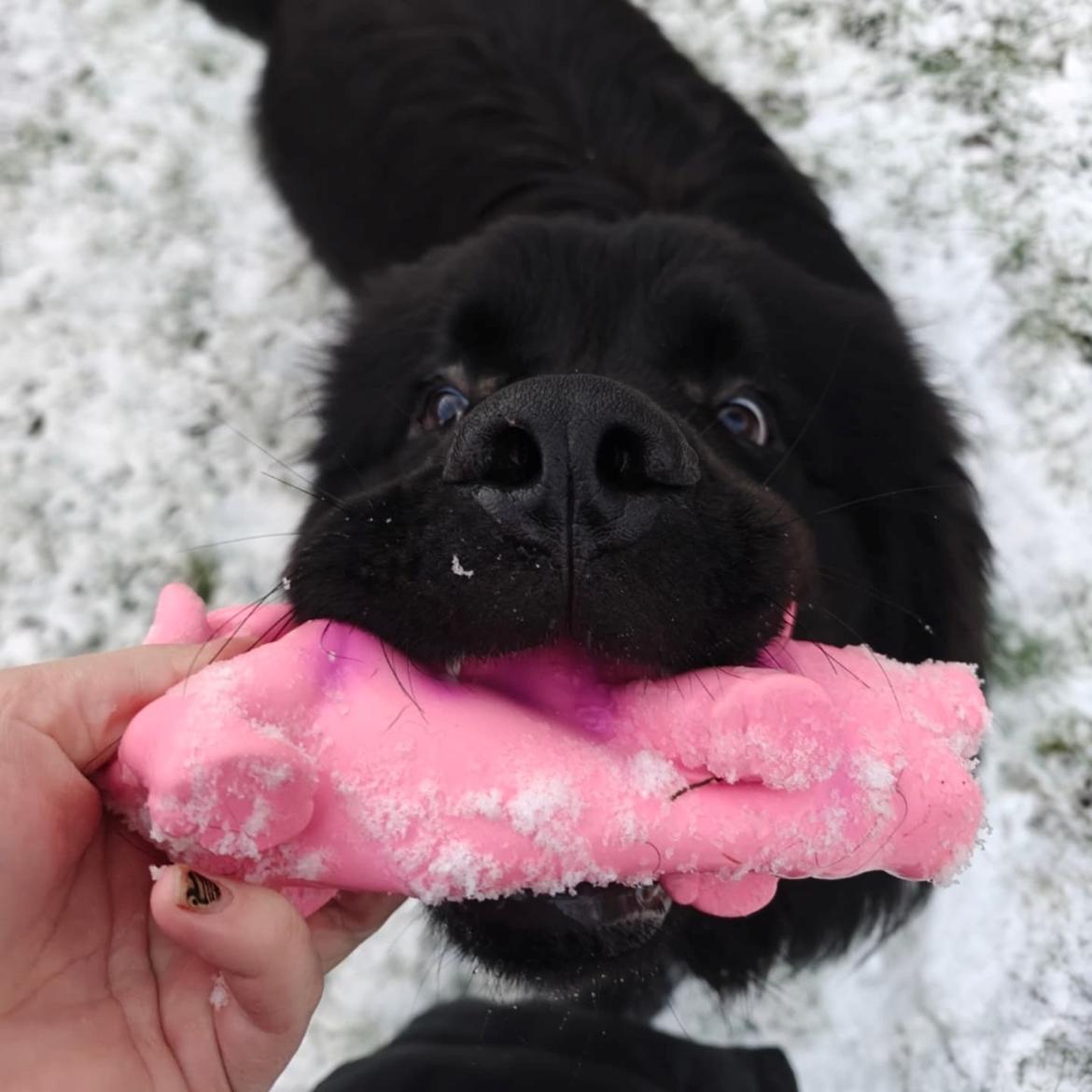 Newfoundlænder helmer  billede 8