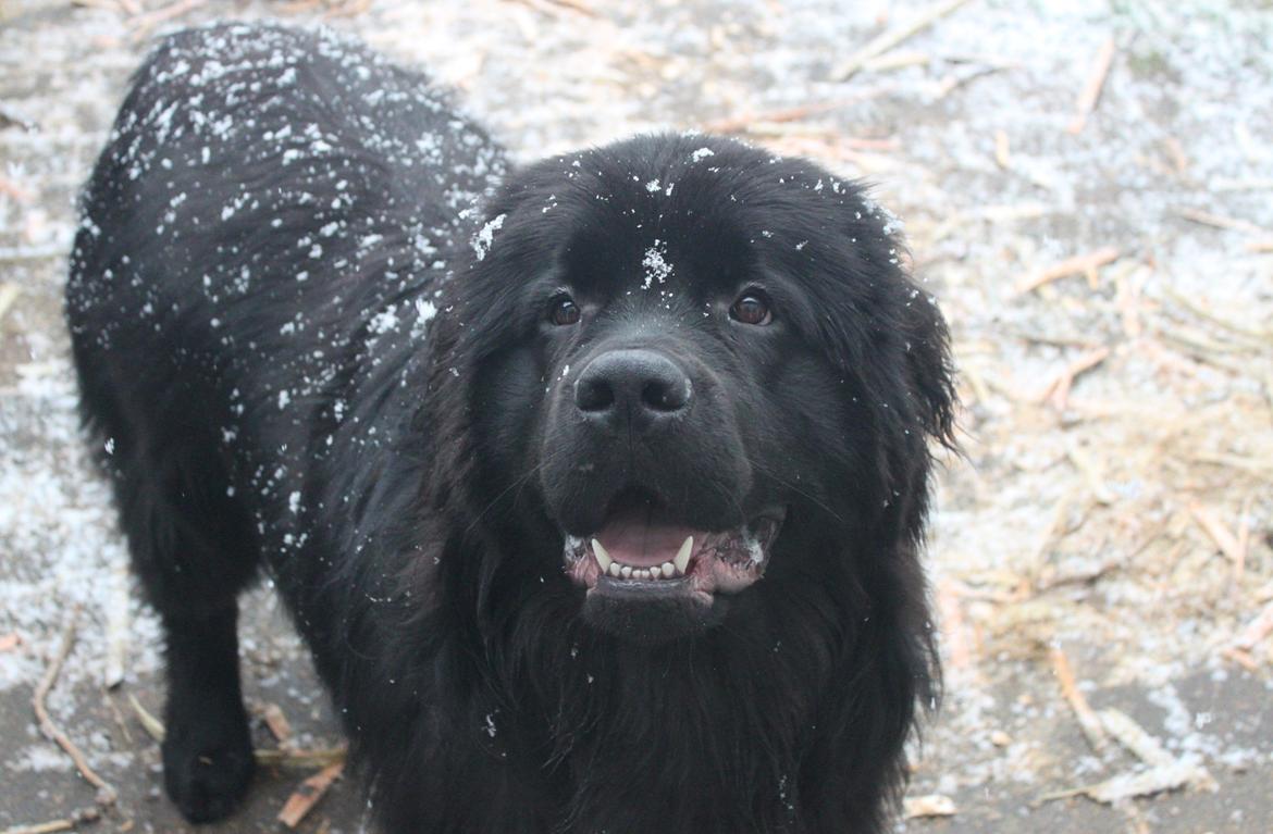 Newfoundlænder helmer  billede 10