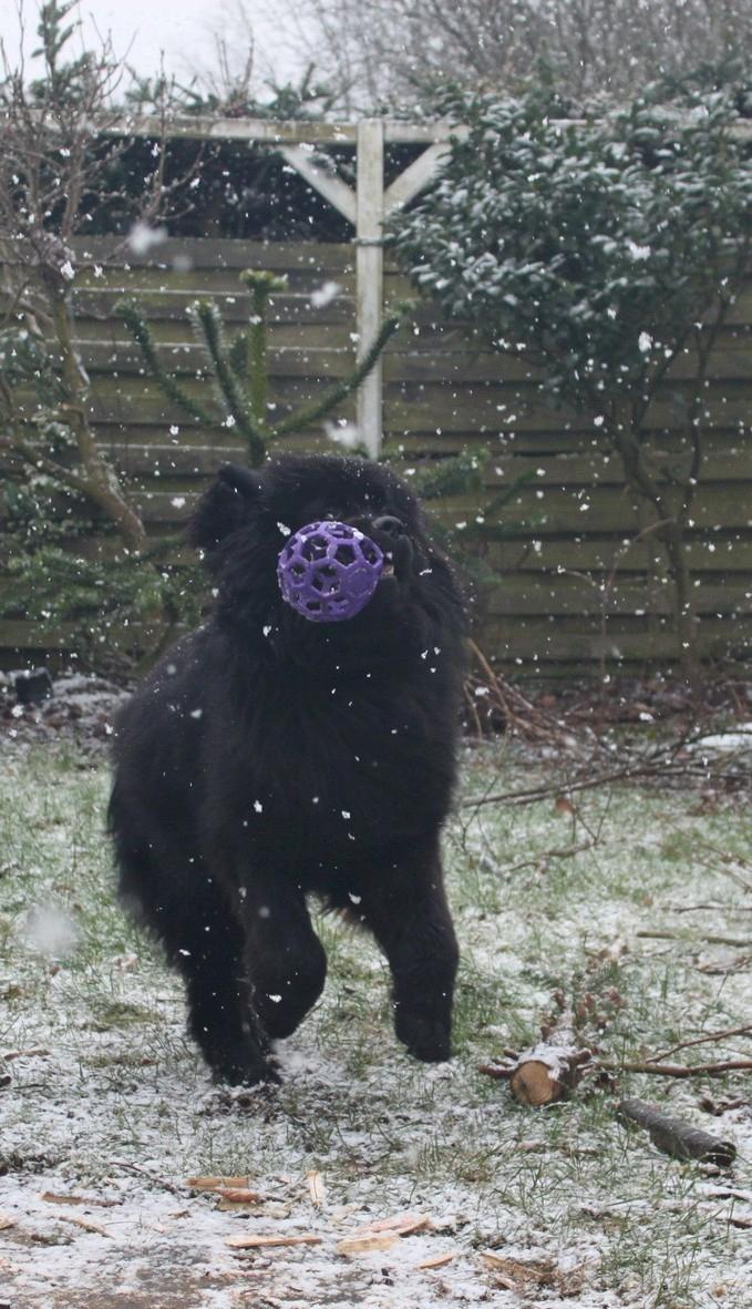 Newfoundlænder helmer  billede 5