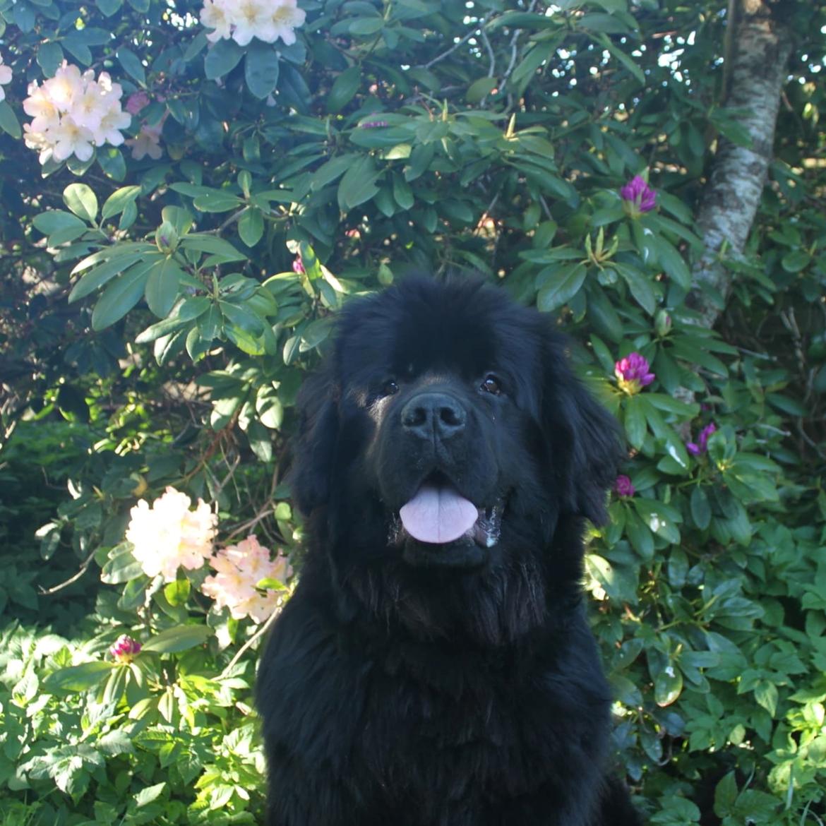 Newfoundlænder helmer  billede 1