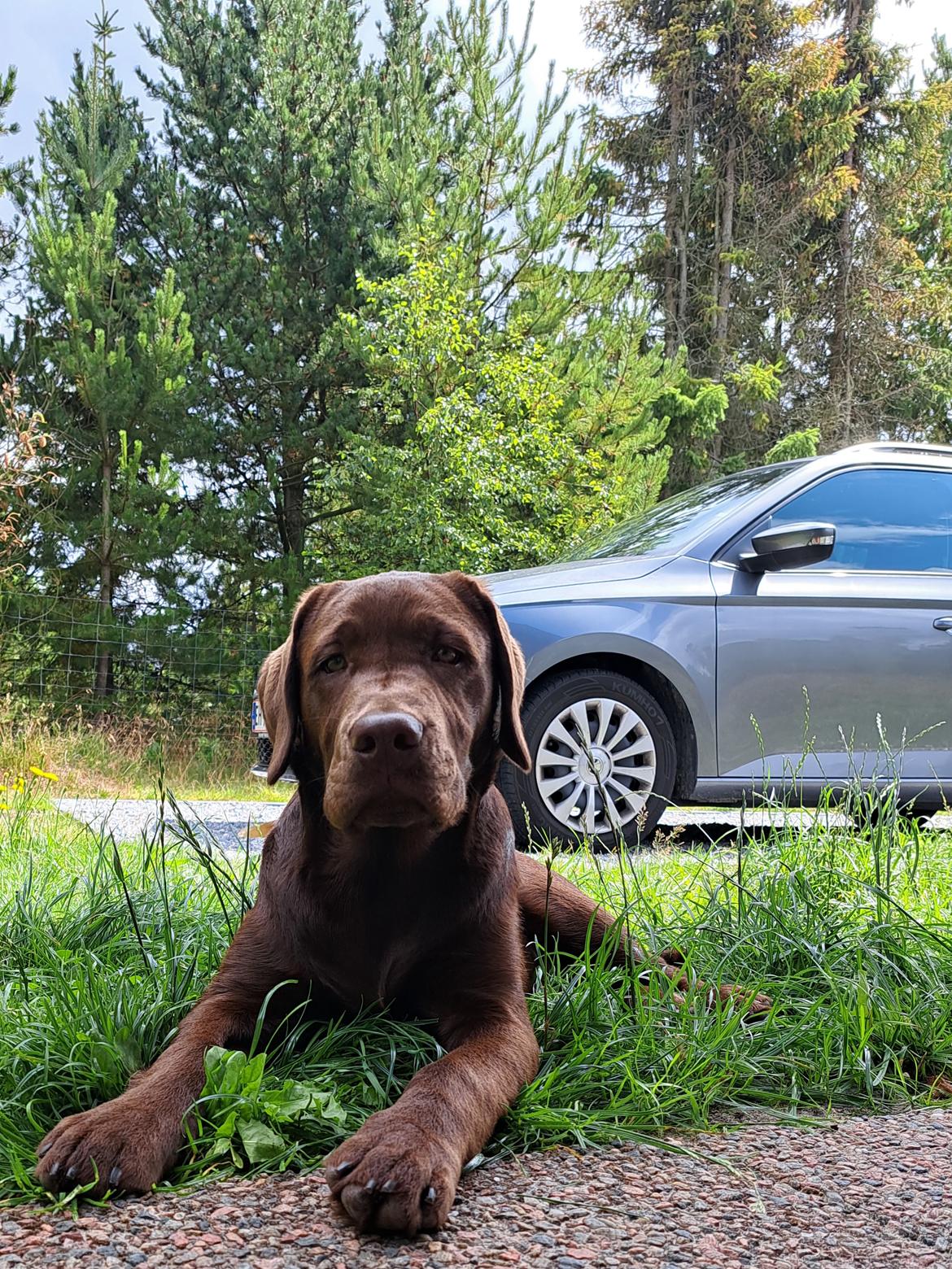 Labrador retriever Balder - 23. juli 2025 billede 38