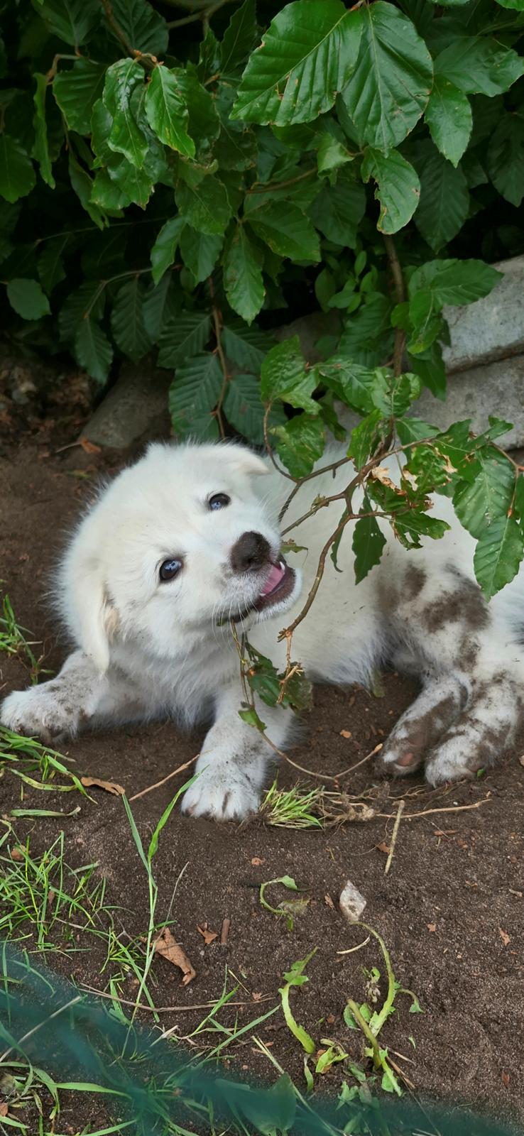 Dansk Spids Sirius billede 1