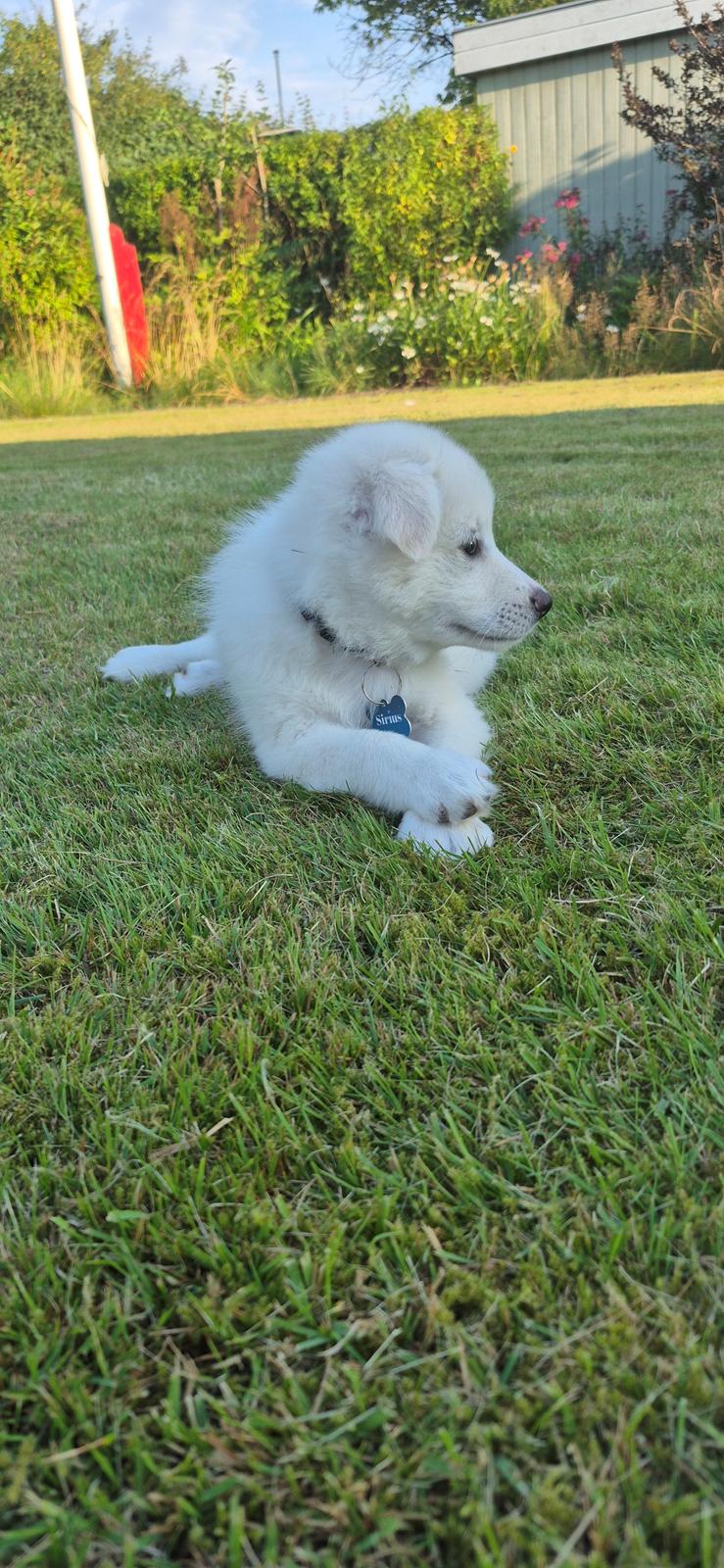 Dansk Spids Sirius billede 2