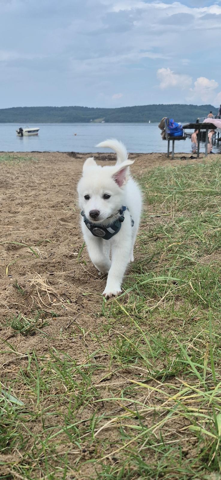 Dansk Spids Sirius billede 3