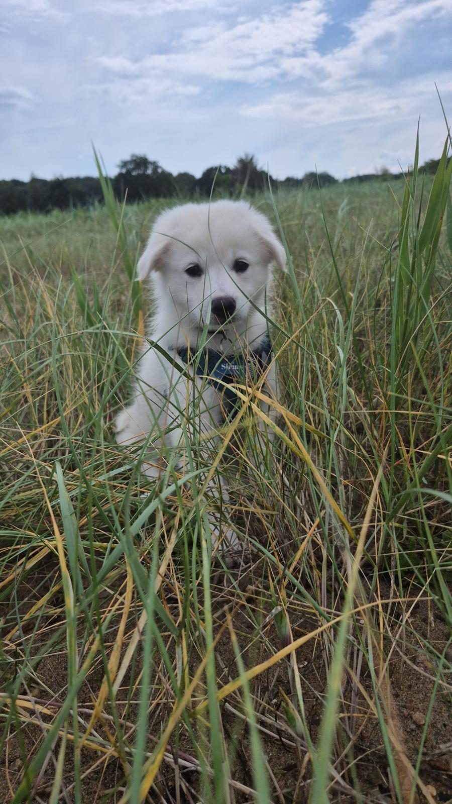 Dansk Spids Sirius billede 4