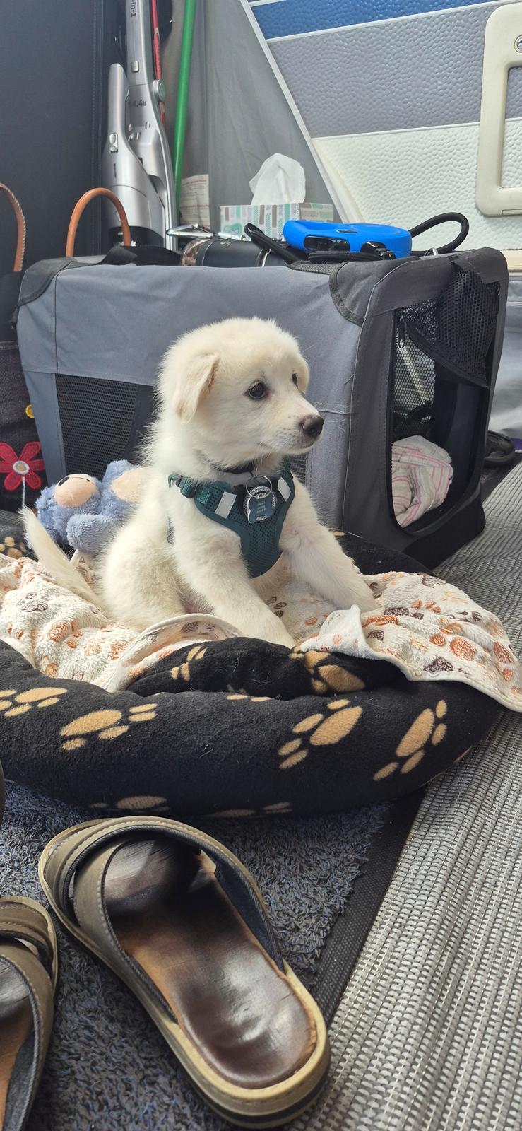 Dansk Spids Sirius billede 5