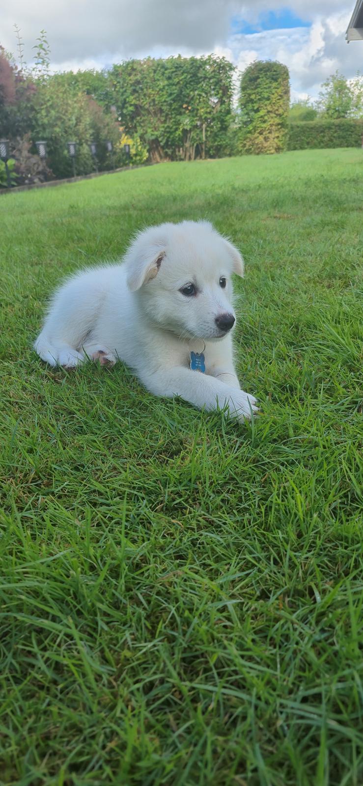 Dansk Spids Sirius billede 6