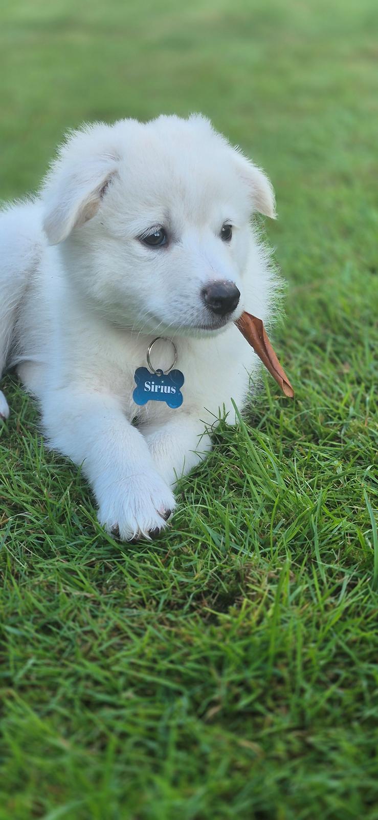 Dansk Spids Sirius billede 7