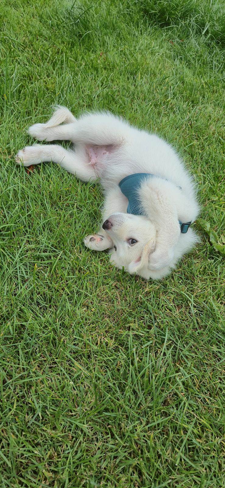 Dansk Spids Sirius billede 8