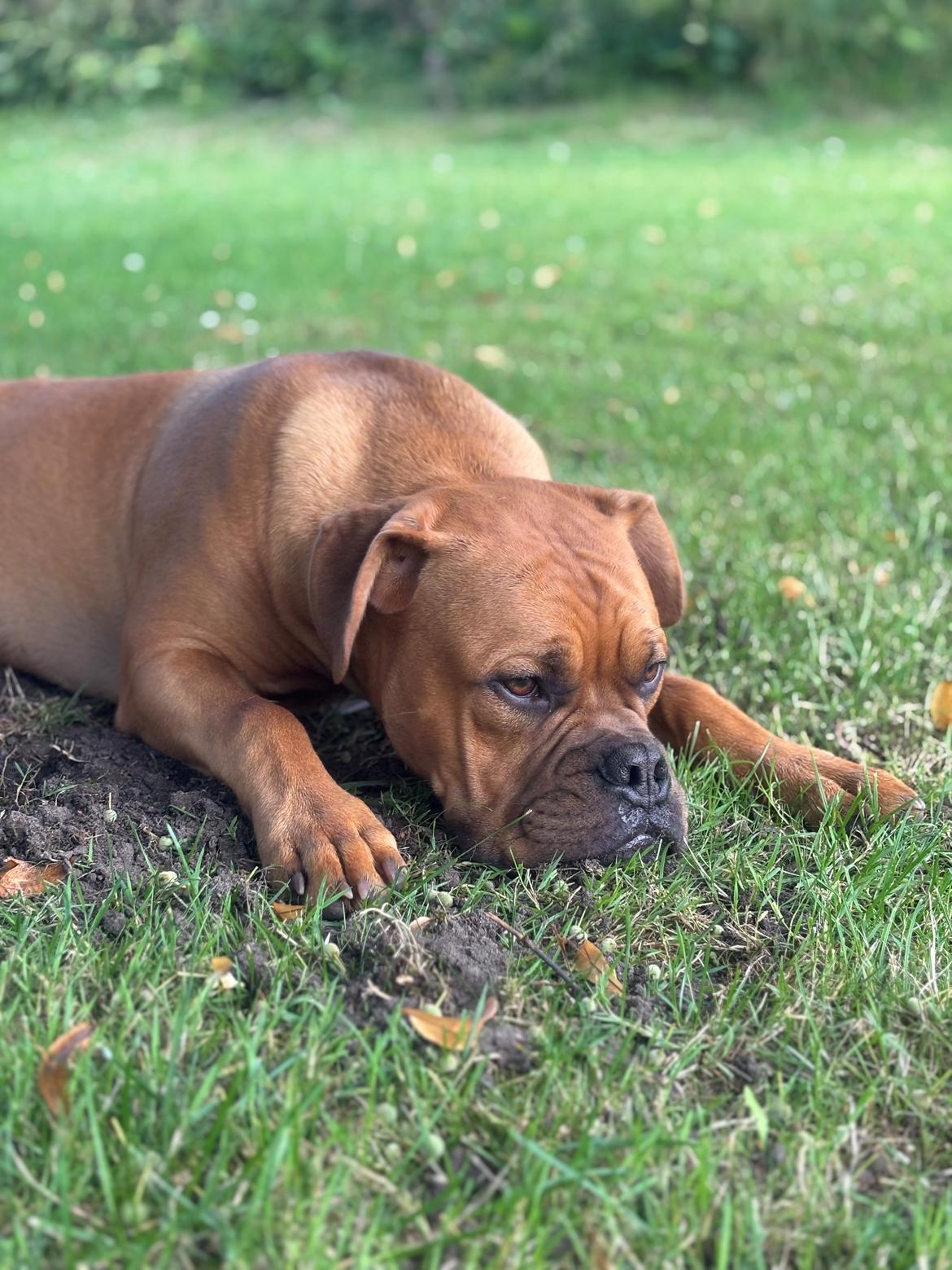 Dogue de bordeaux Simba billede 3