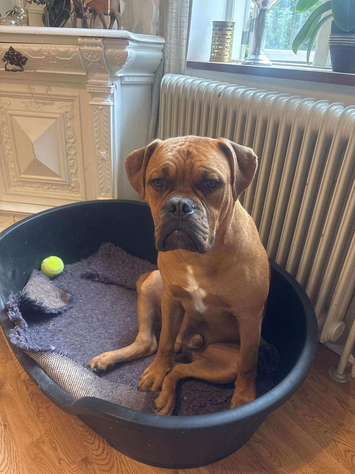 Dogue de bordeaux Simba billede 5