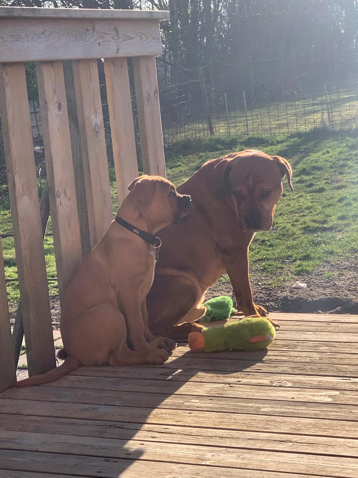 Dogue de bordeaux Simba billede 10