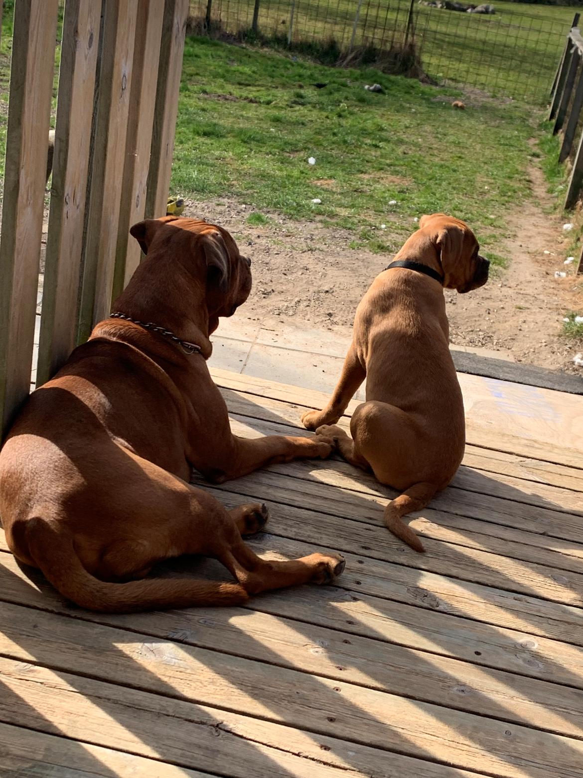 Dogue de bordeaux Simba billede 11