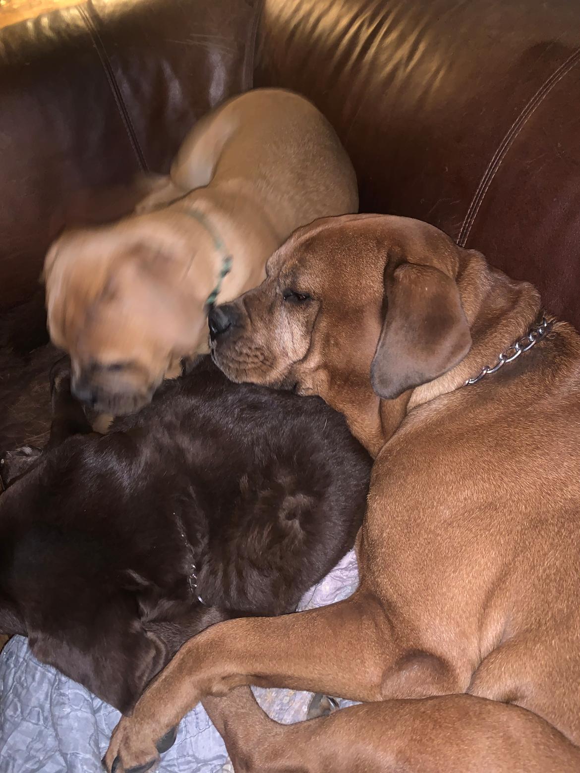 Dogue de bordeaux Simba billede 13