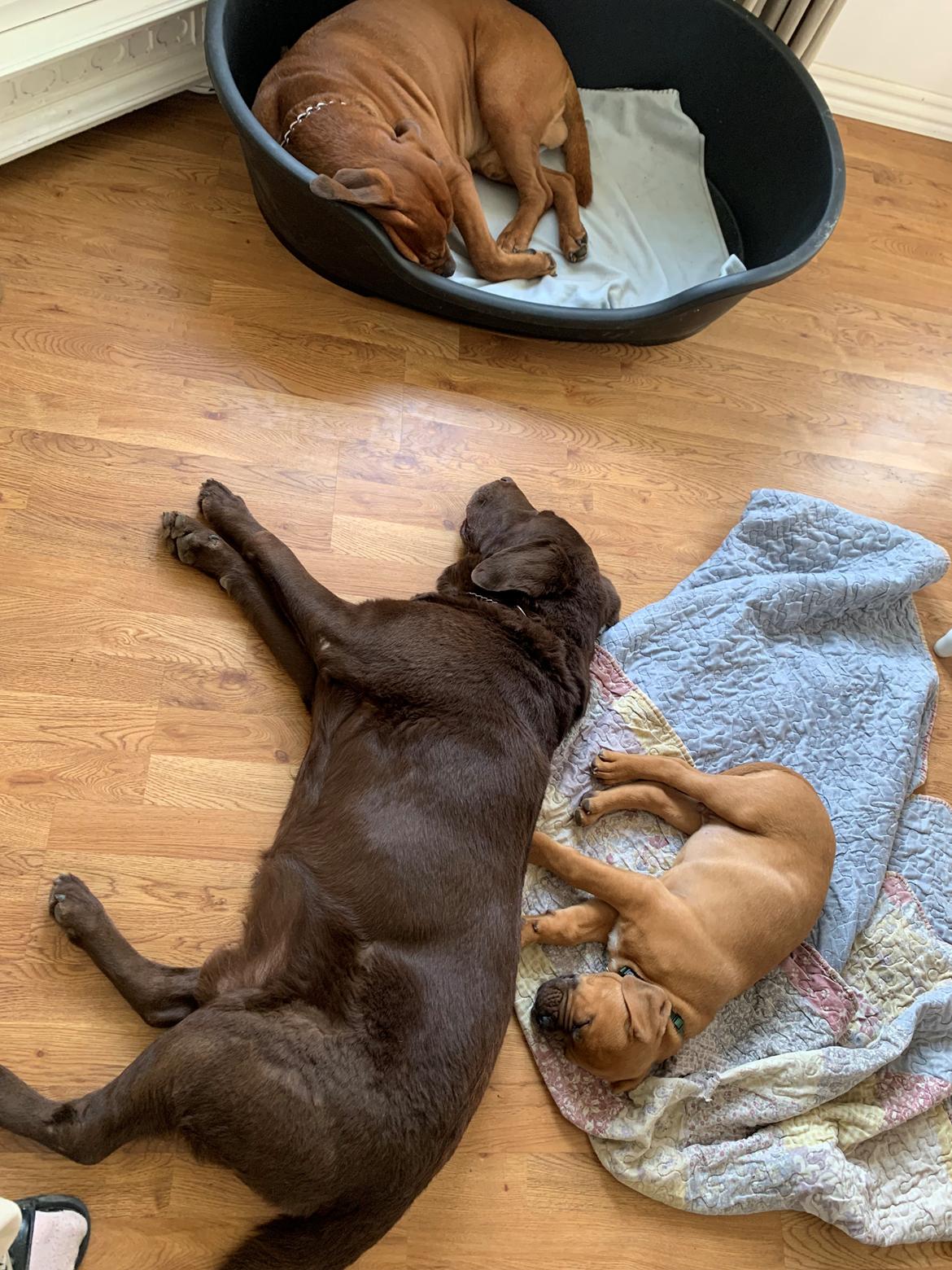 Dogue de bordeaux Simba billede 14