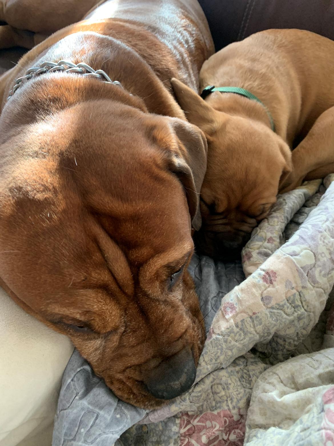 Dogue de bordeaux Simba billede 15