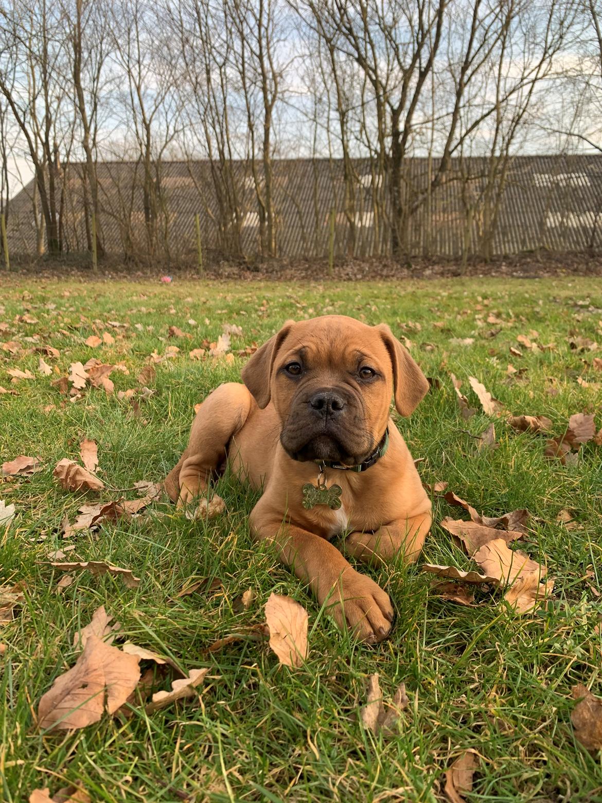 Dogue de bordeaux Simba billede 16