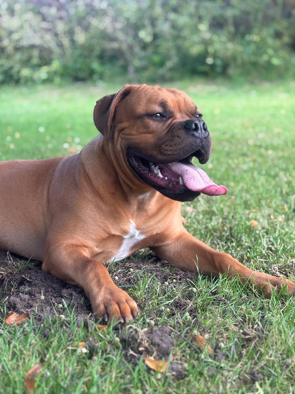 Dogue de bordeaux Simba billede 2