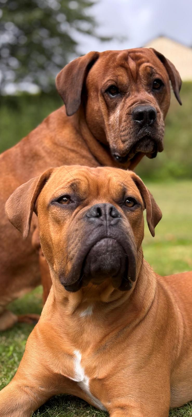 Dogue de bordeaux Simba billede 1
