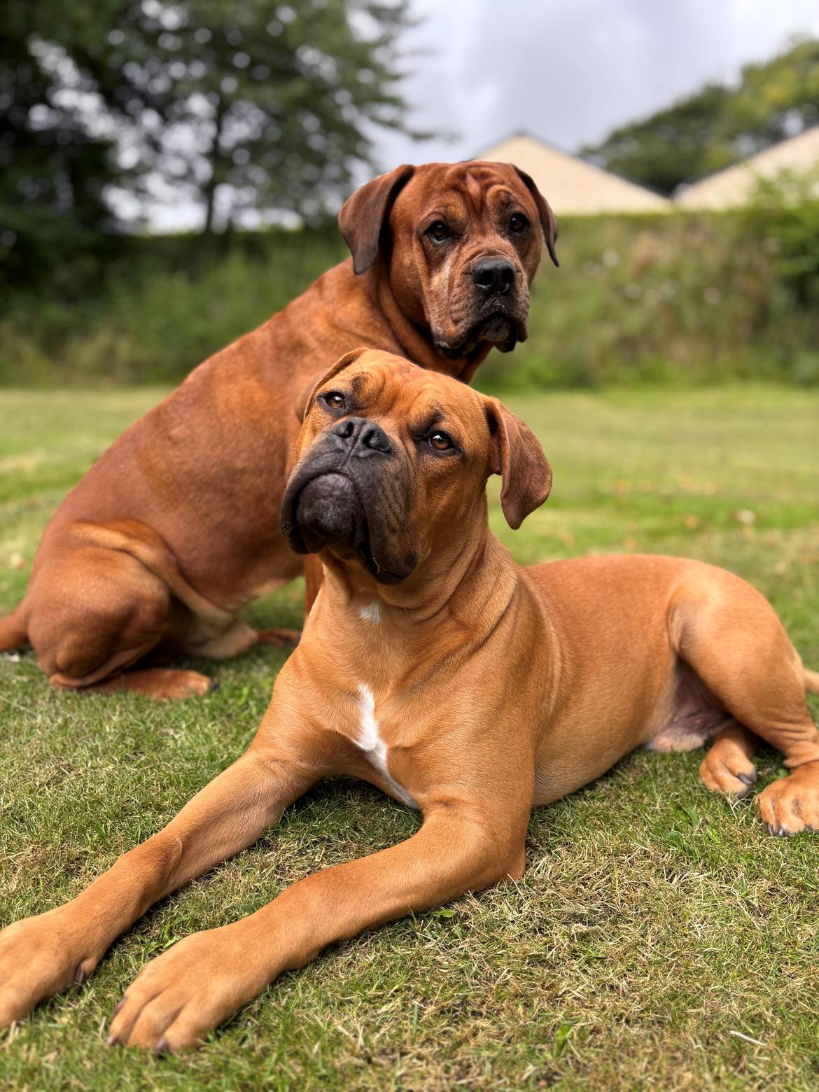 Dogue de bordeaux Simba billede 17